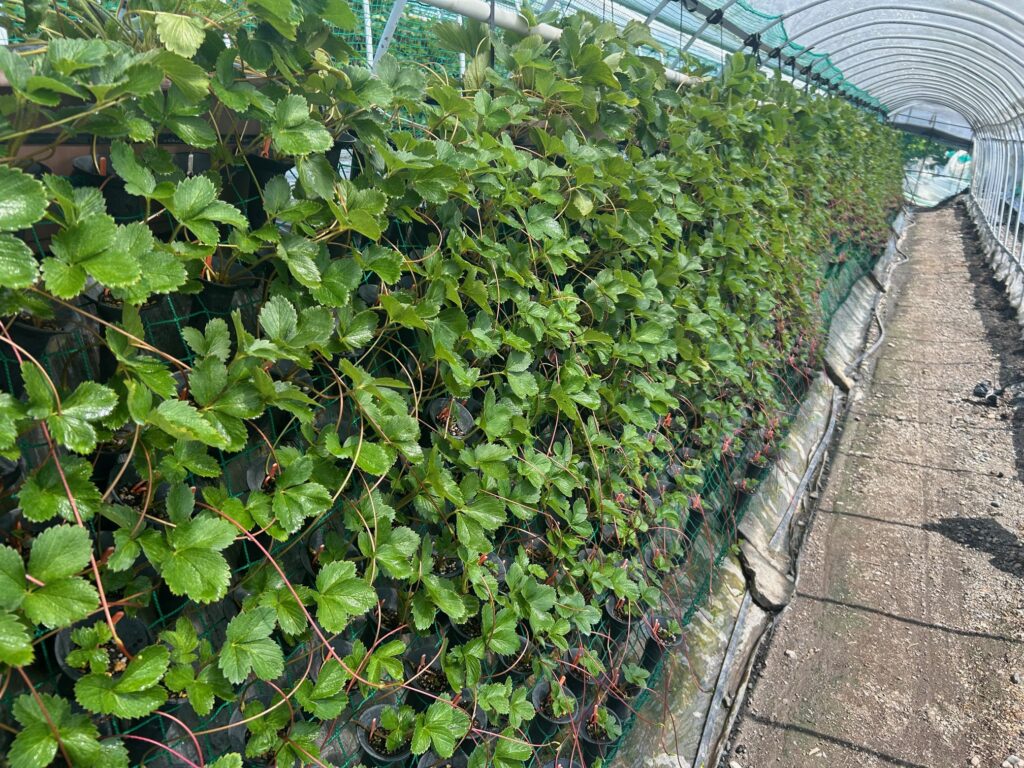 🍓イチゴ育苗における現場の工夫 ― バイオステュミナント的アプローチの事例